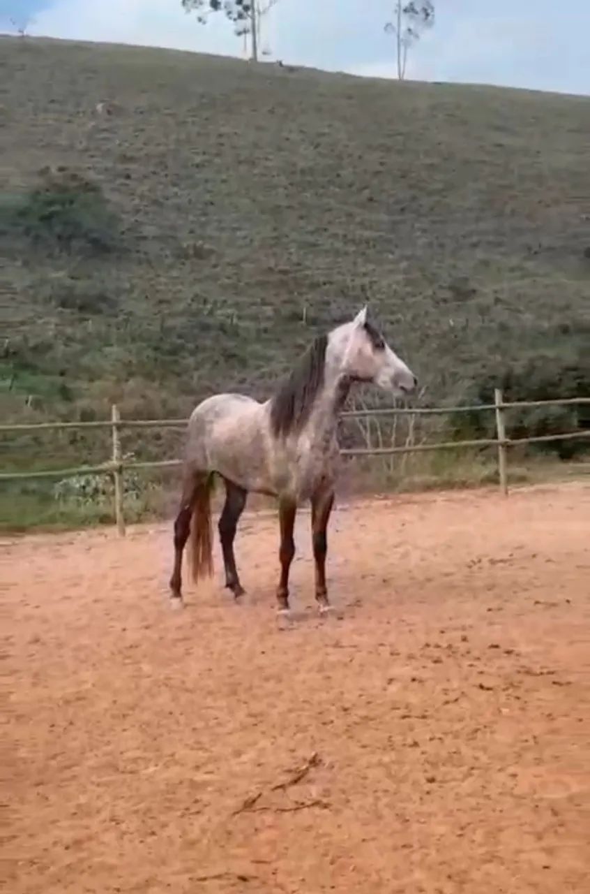 Venda de cavalo MM