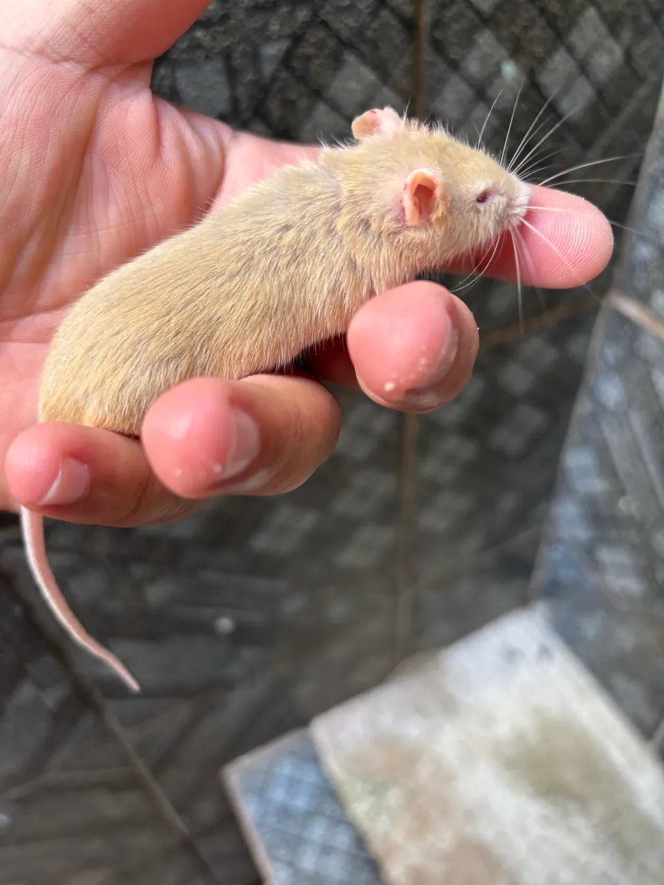 Mini ratinho de estimação  - Foto 2
