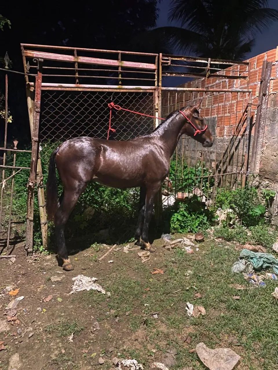 Potro mangalarga com QM - Foto 2