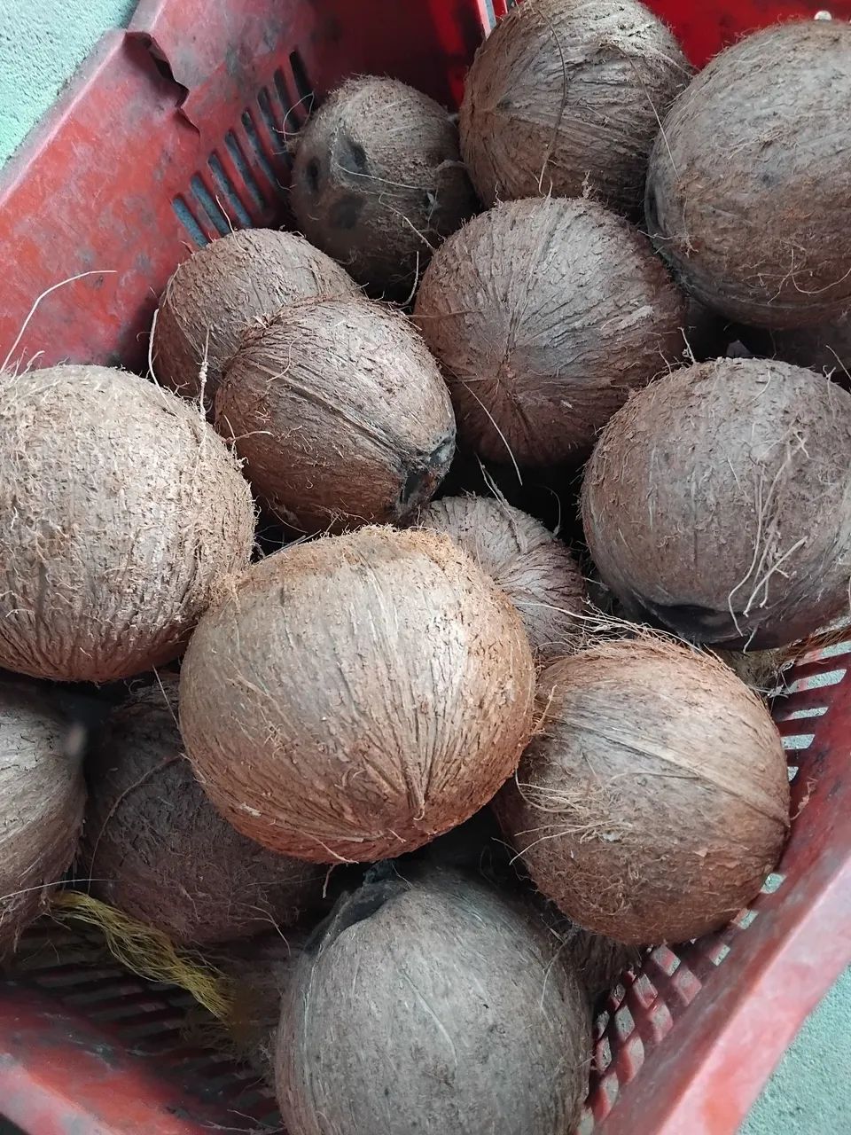 COCO VERDE E COCO SECO. - Foto 3