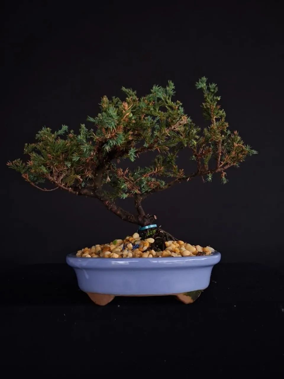 Bonsai Juniperus Horizontalis (Jacaré) / Vaso de Cerâmica Azul
