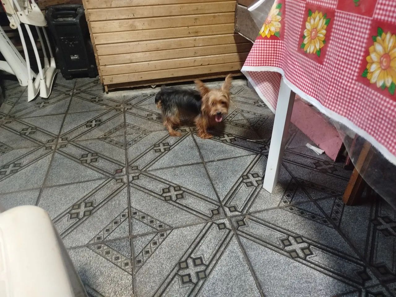 Cachorrinho yorkshire macho  - Foto 2