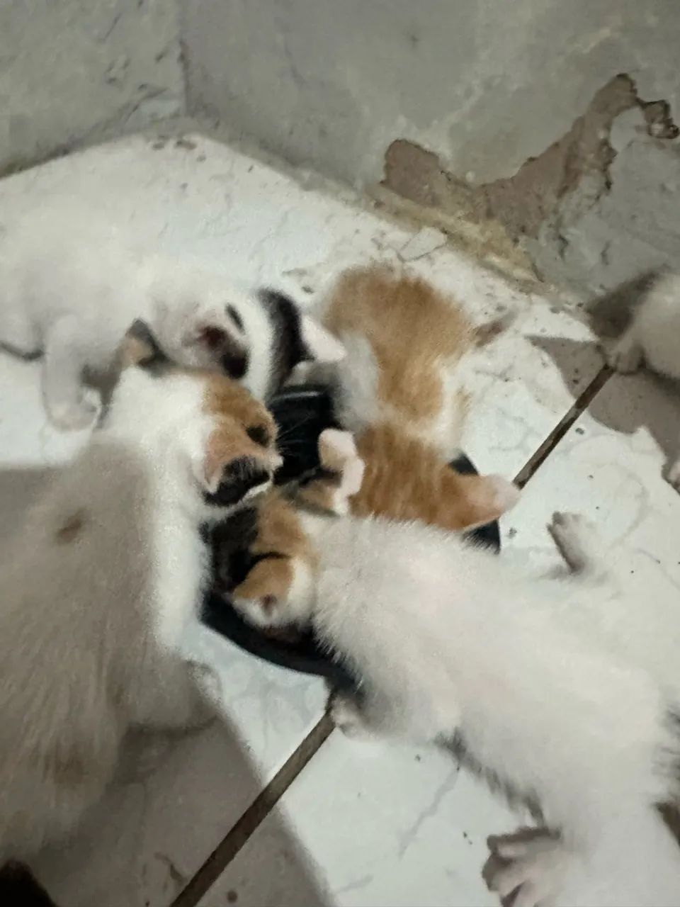 doação  - Foto 4
