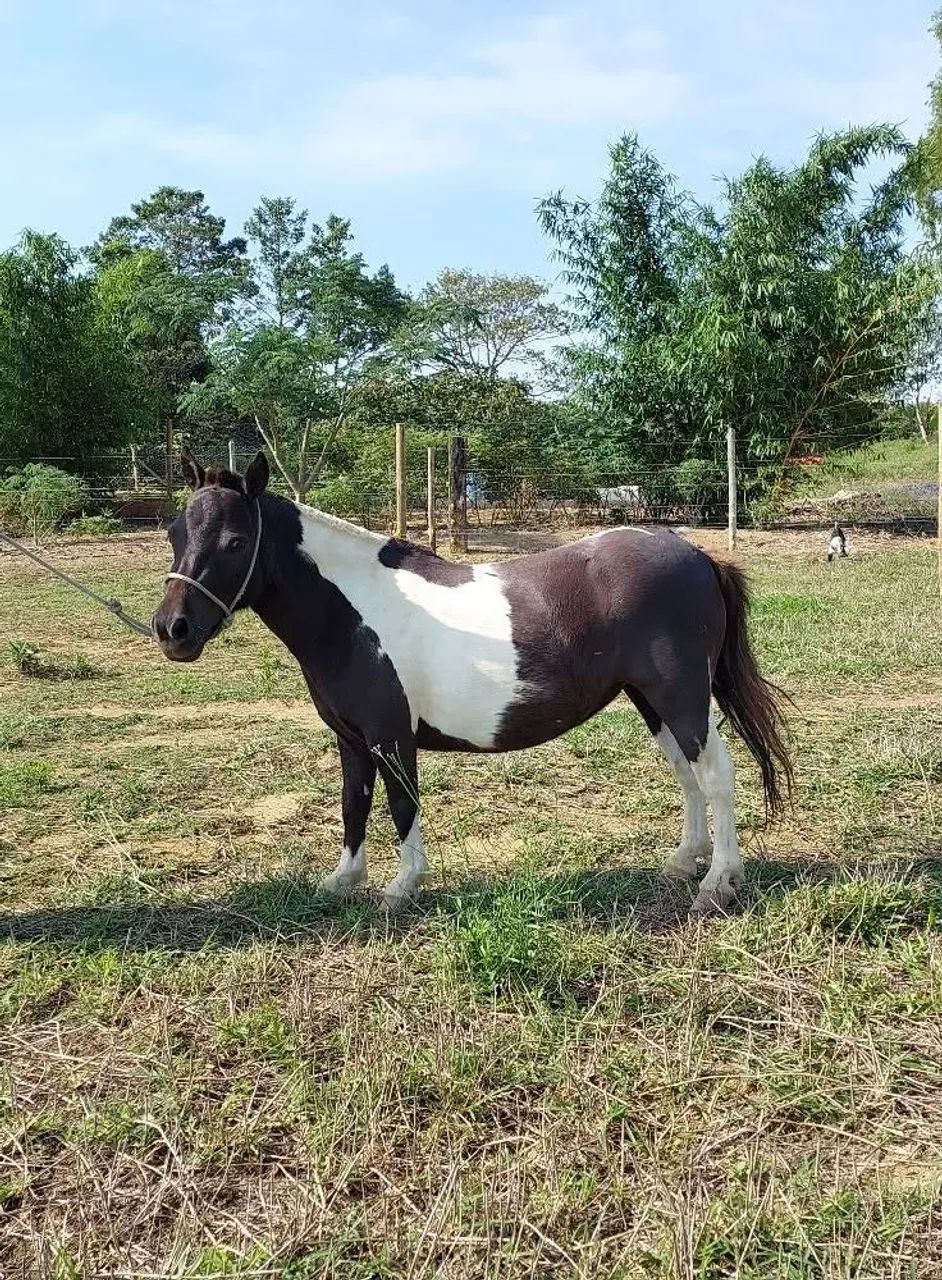 Lindo casal de mini Horses - Foto 4
