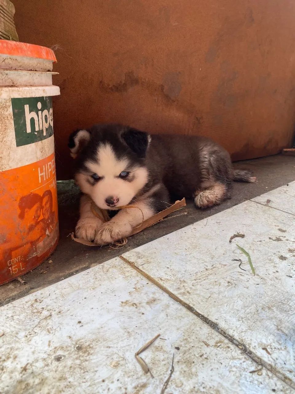 Husky siberiano - Foto 2