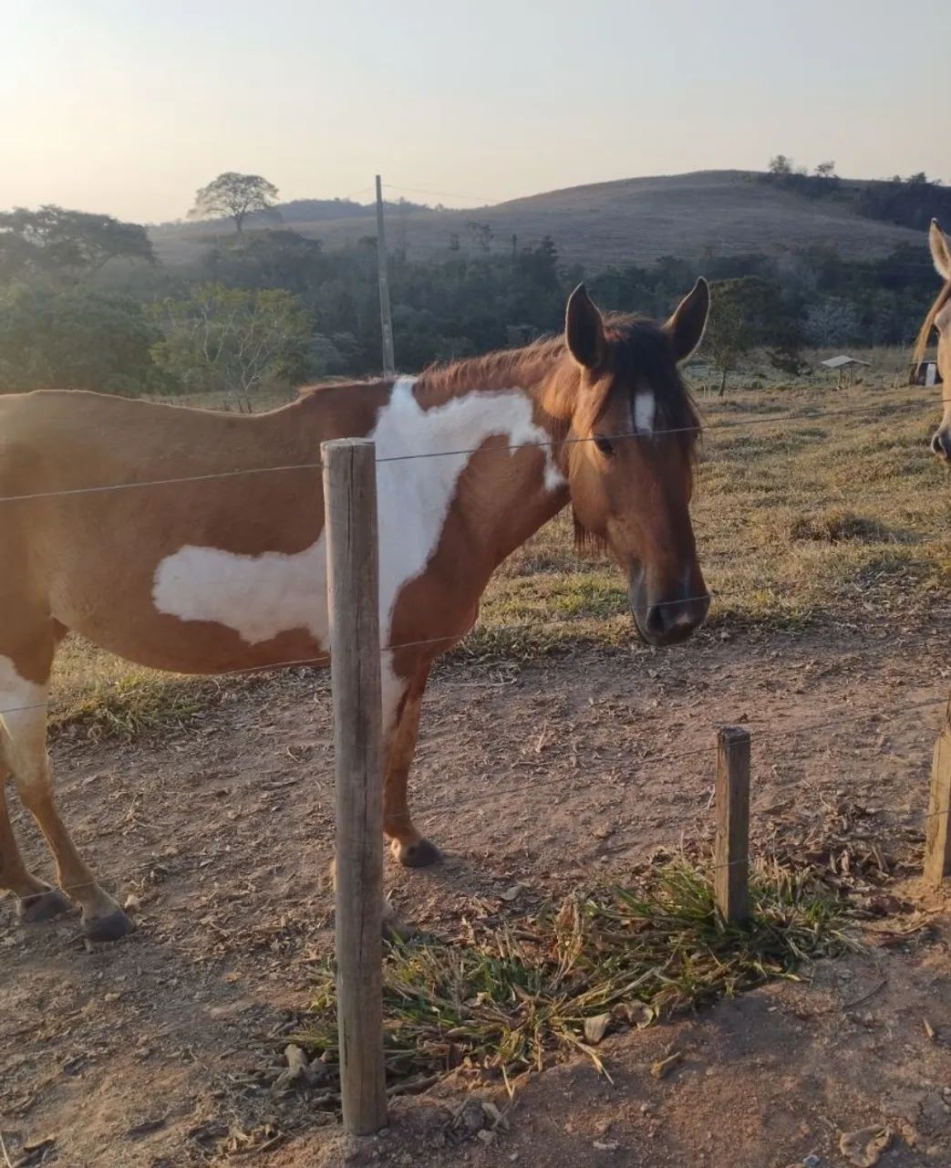 Égua Campolina _ cavalo - Foto 3