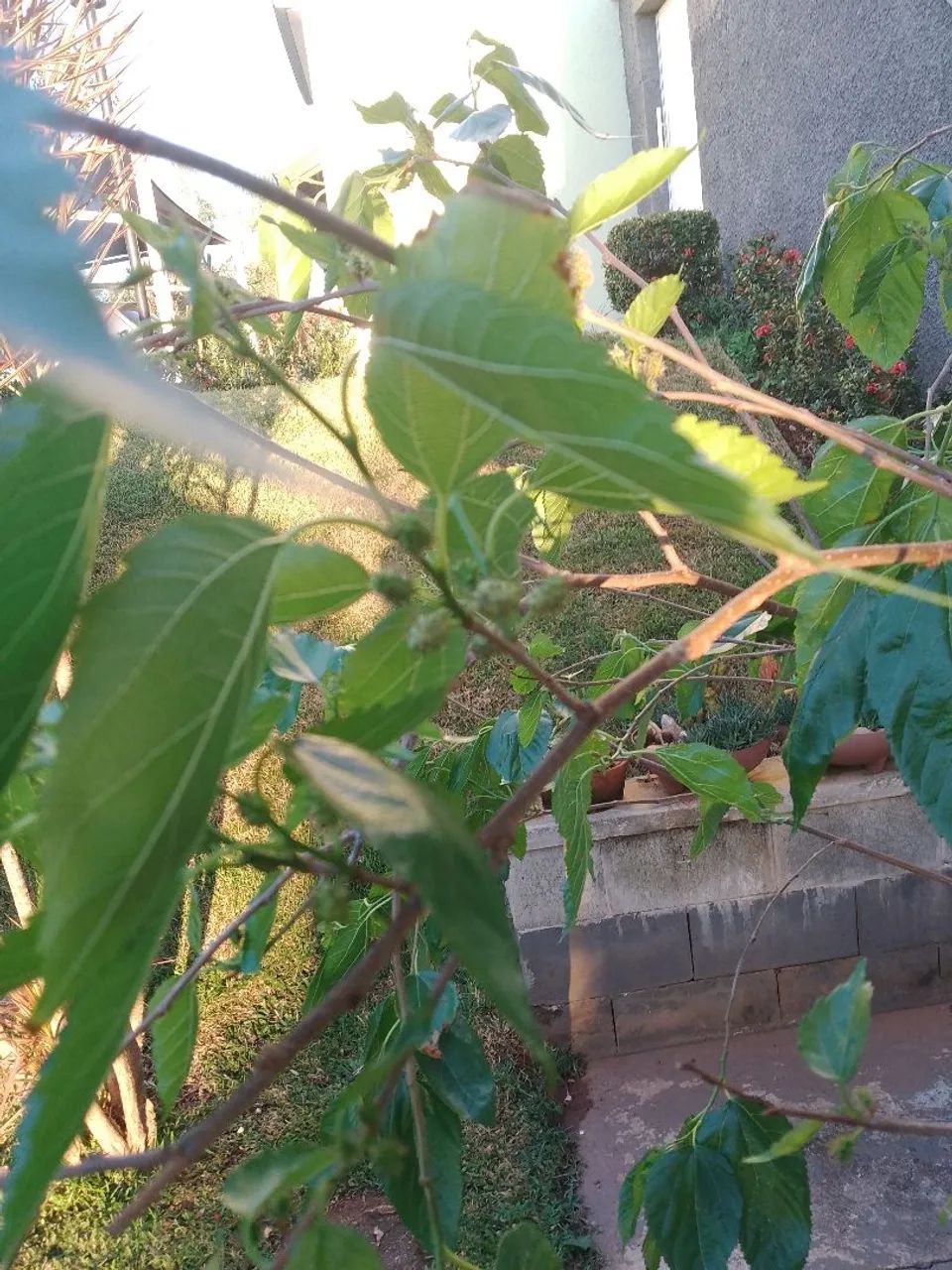 Frutífera Amora produzindo  - Foto 2