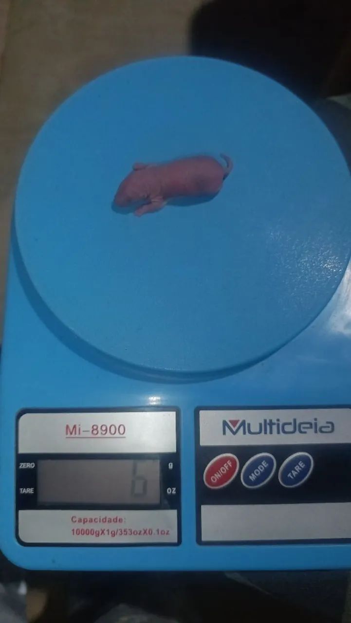Rato twister  - Foto 4