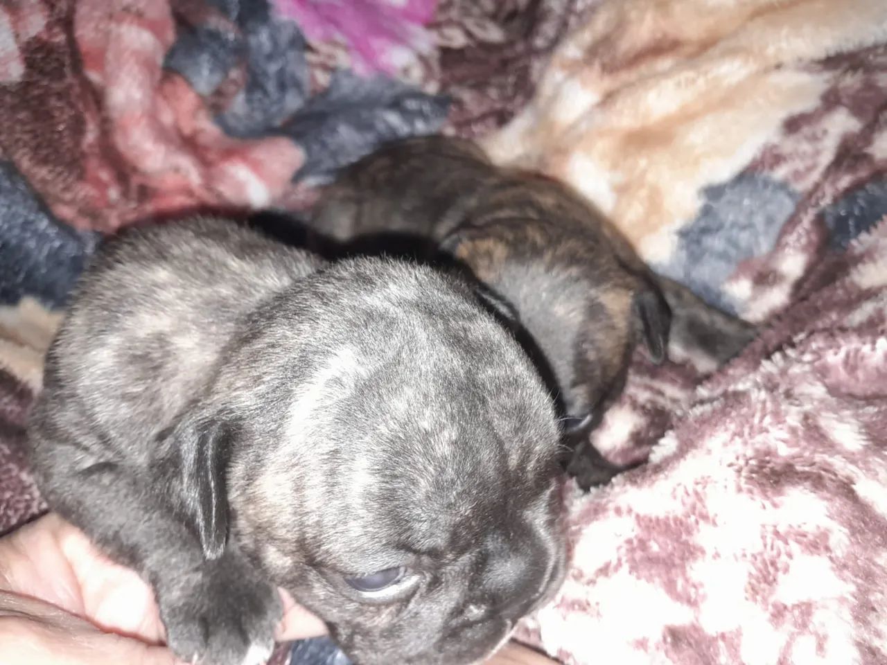 Filhotes de Buldogue Francês  - Foto 3