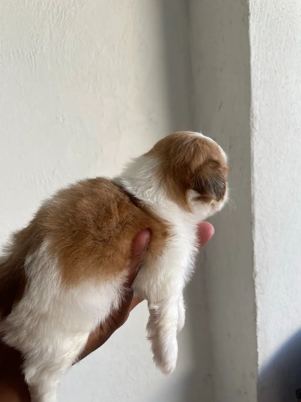 Shih tzu macho  - Foto 5