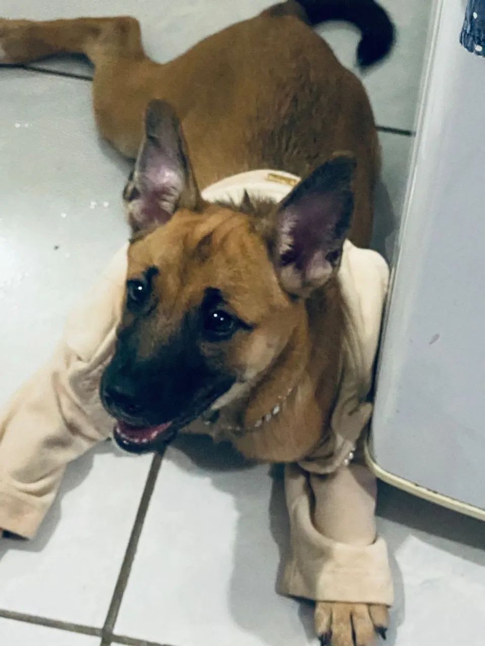 Cão Pastor Alemão  - Foto 4