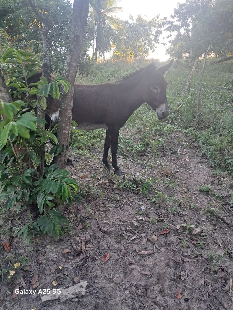 Vendo Cavalo e uma Burrinha