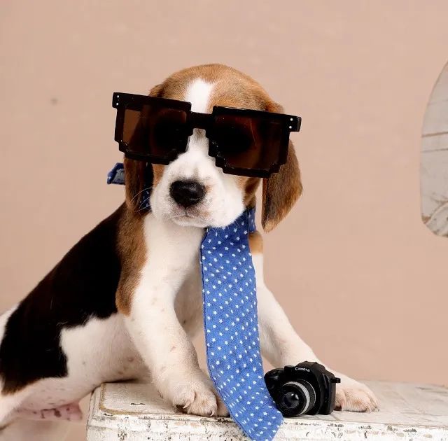 BEAGLE 