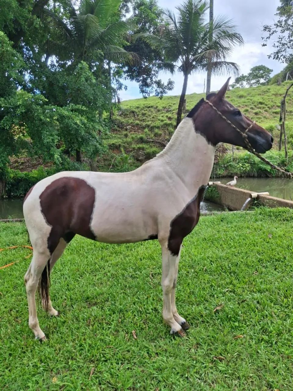 Cavalo - Foto 3