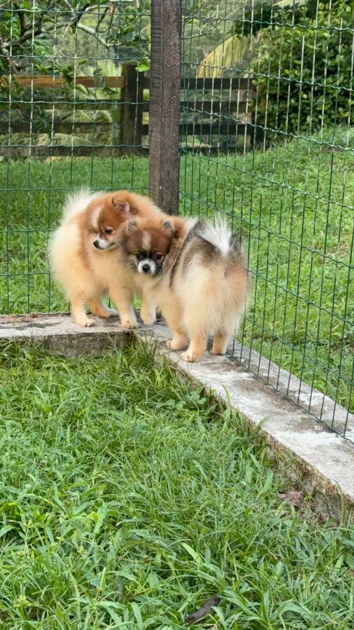 Spitz alemão anão  - Foto 5