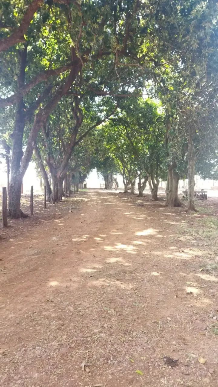 CHACARA COM 11 HECTARES A VENDA EM SIDROLANDIA - Foto 5
