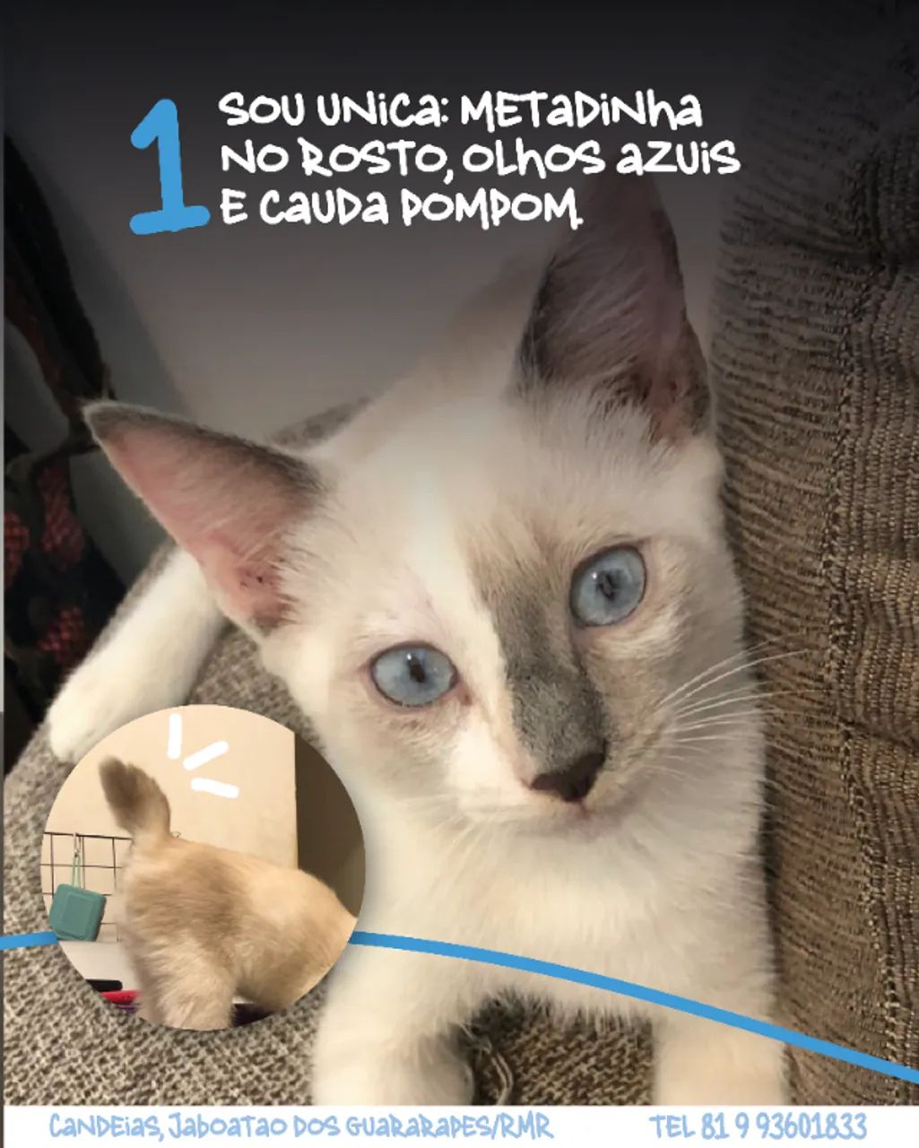 Adoção Responsável Gatinha Branca Fêmea - Foto 2