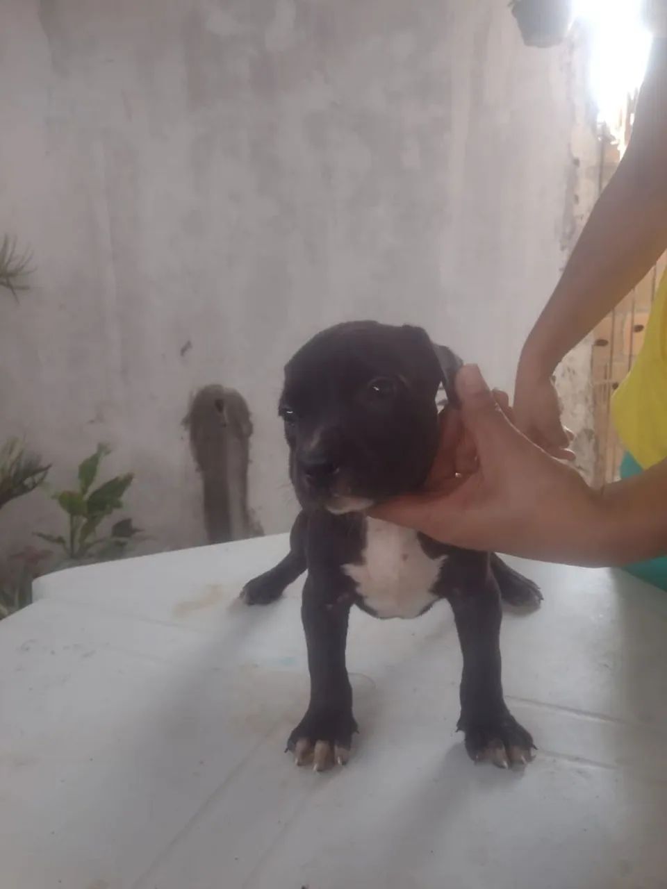 Vende-se 