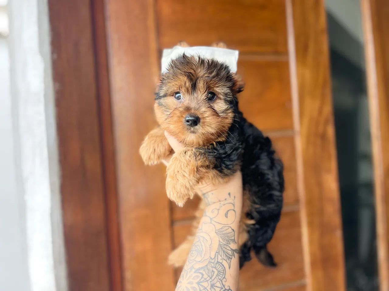 Mini york macho com pedigree