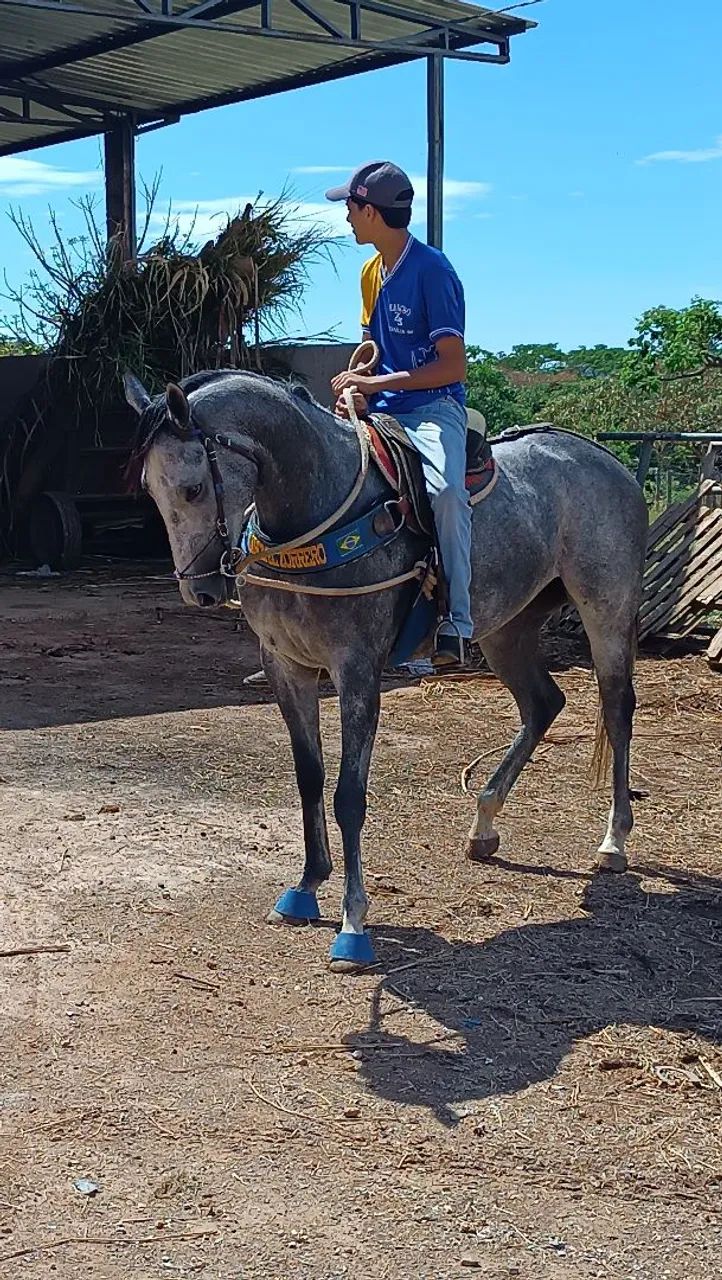 Égua QM - Foto 3
