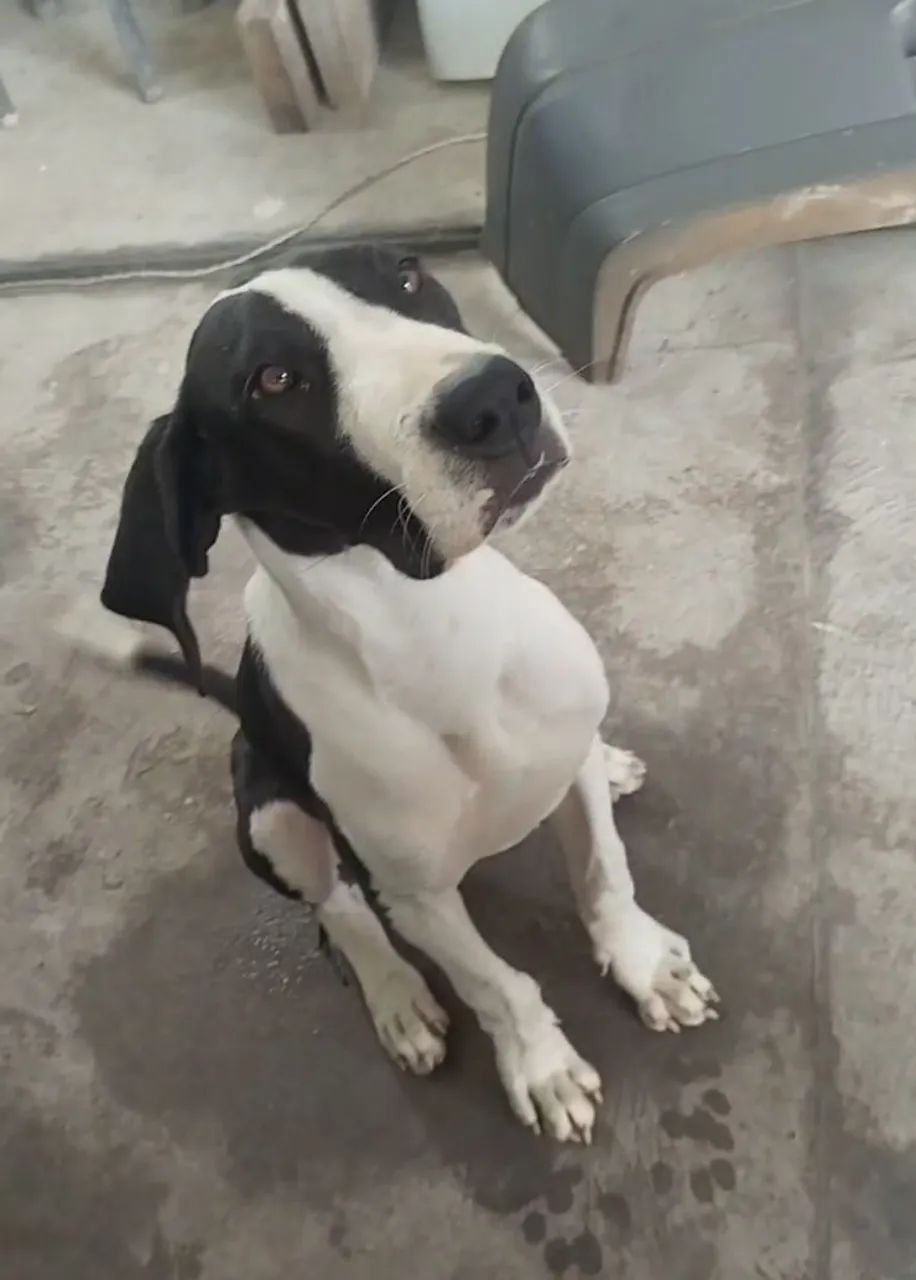 Filhote de Dog alemão  - Foto 2