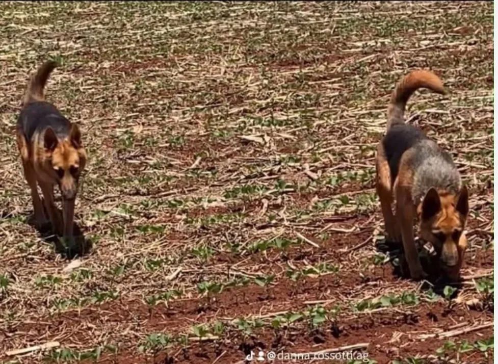 Cachorro - Foto 4