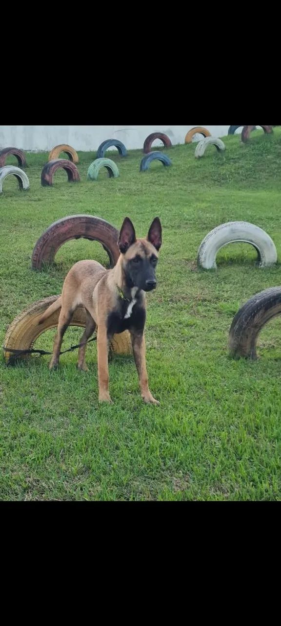 Ótima oportunidade Malinois