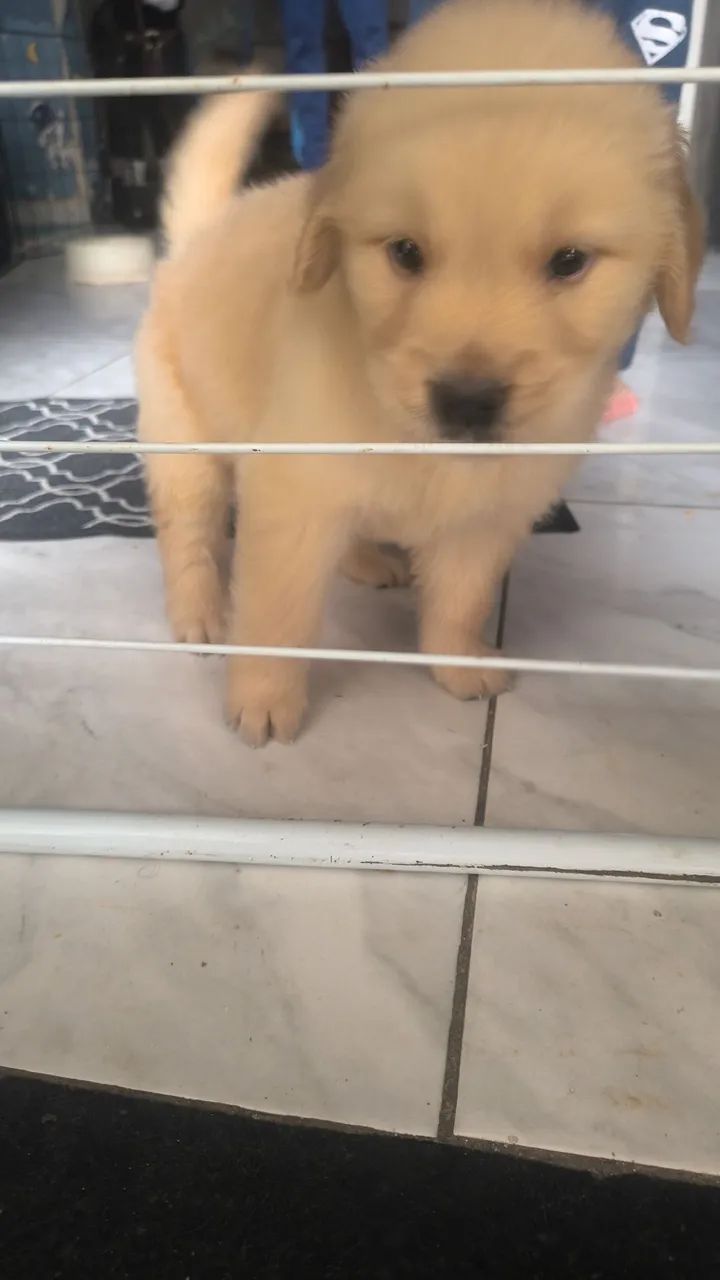 Golden Retriever  - Foto 2