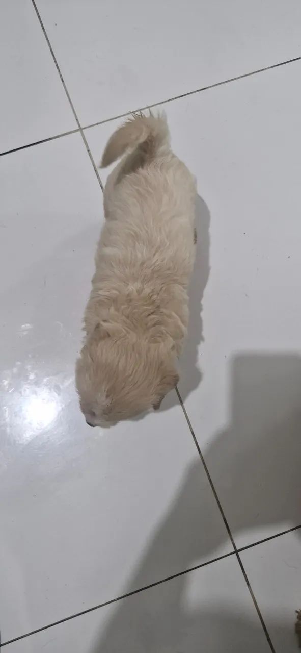 Cachorro  macho 
