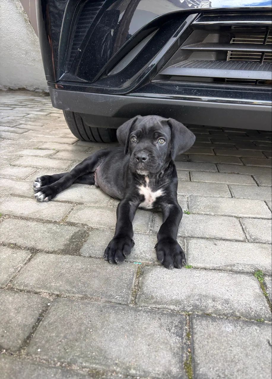 Filhote Cane Corso - Foto 3