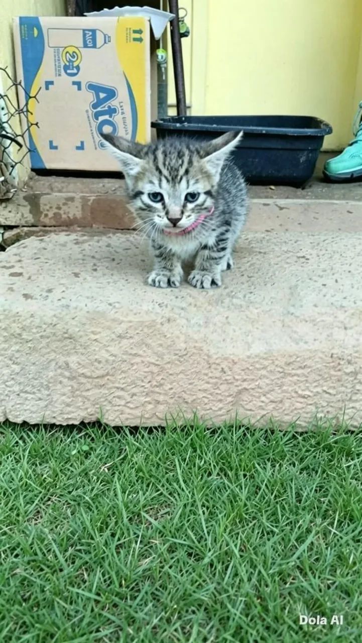 Adoção responsável  - Foto 3