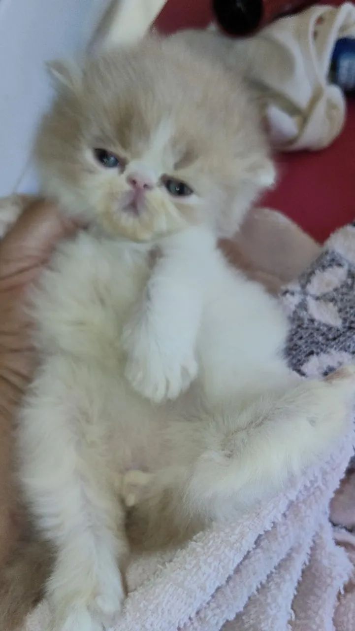Filhotes gatos persa - Foto 3