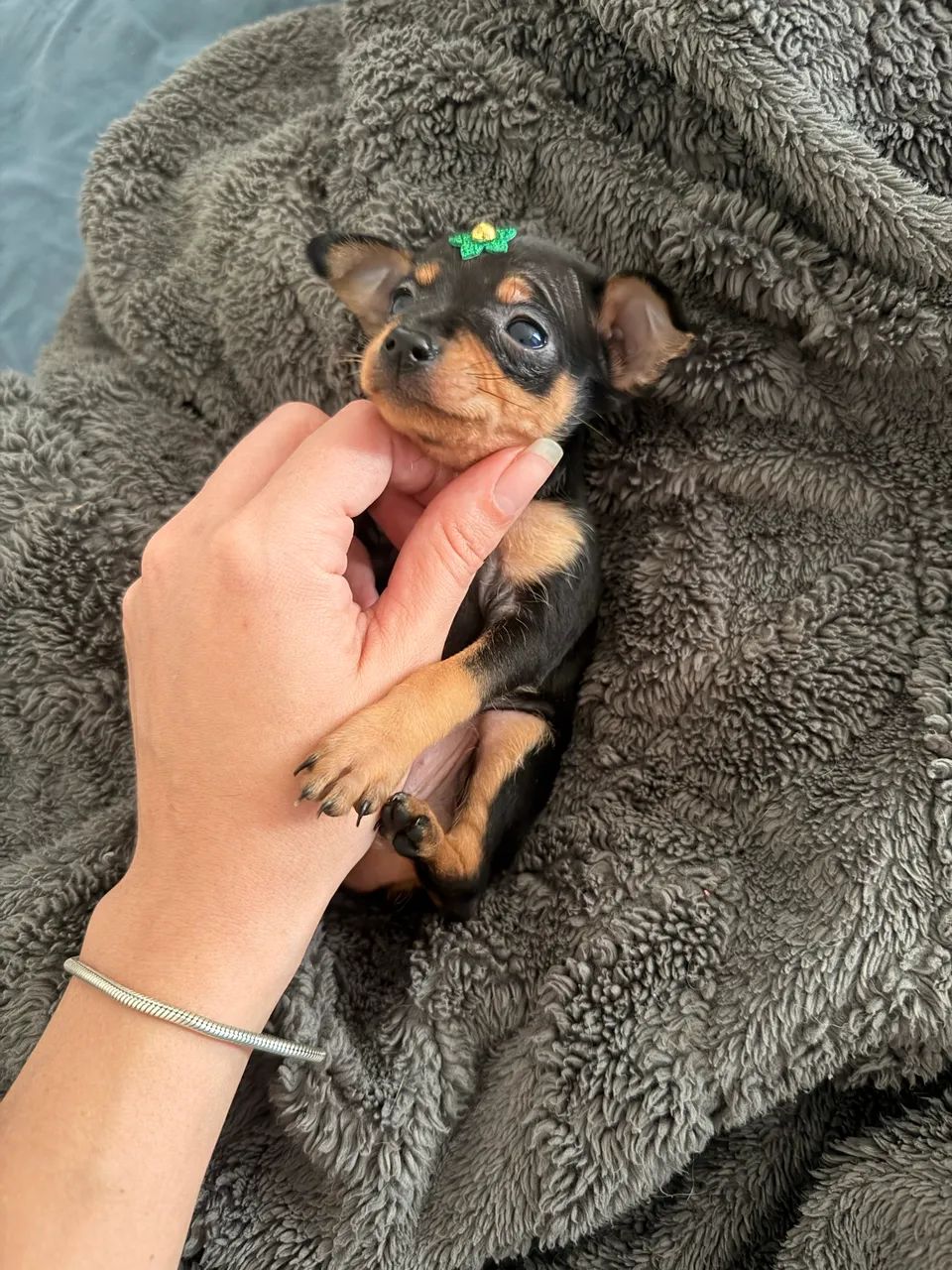 Pinscher Fêmea 0 - Foto 4