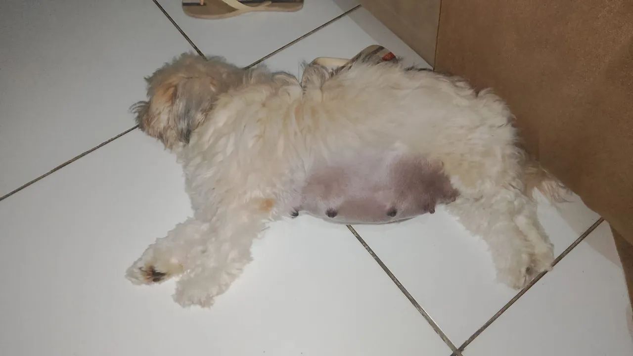 Vende-se  - Foto 2