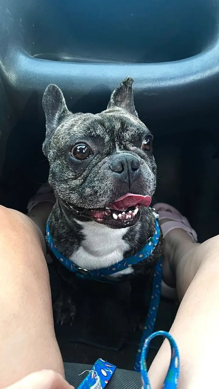 Buldog francês  - Foto 3