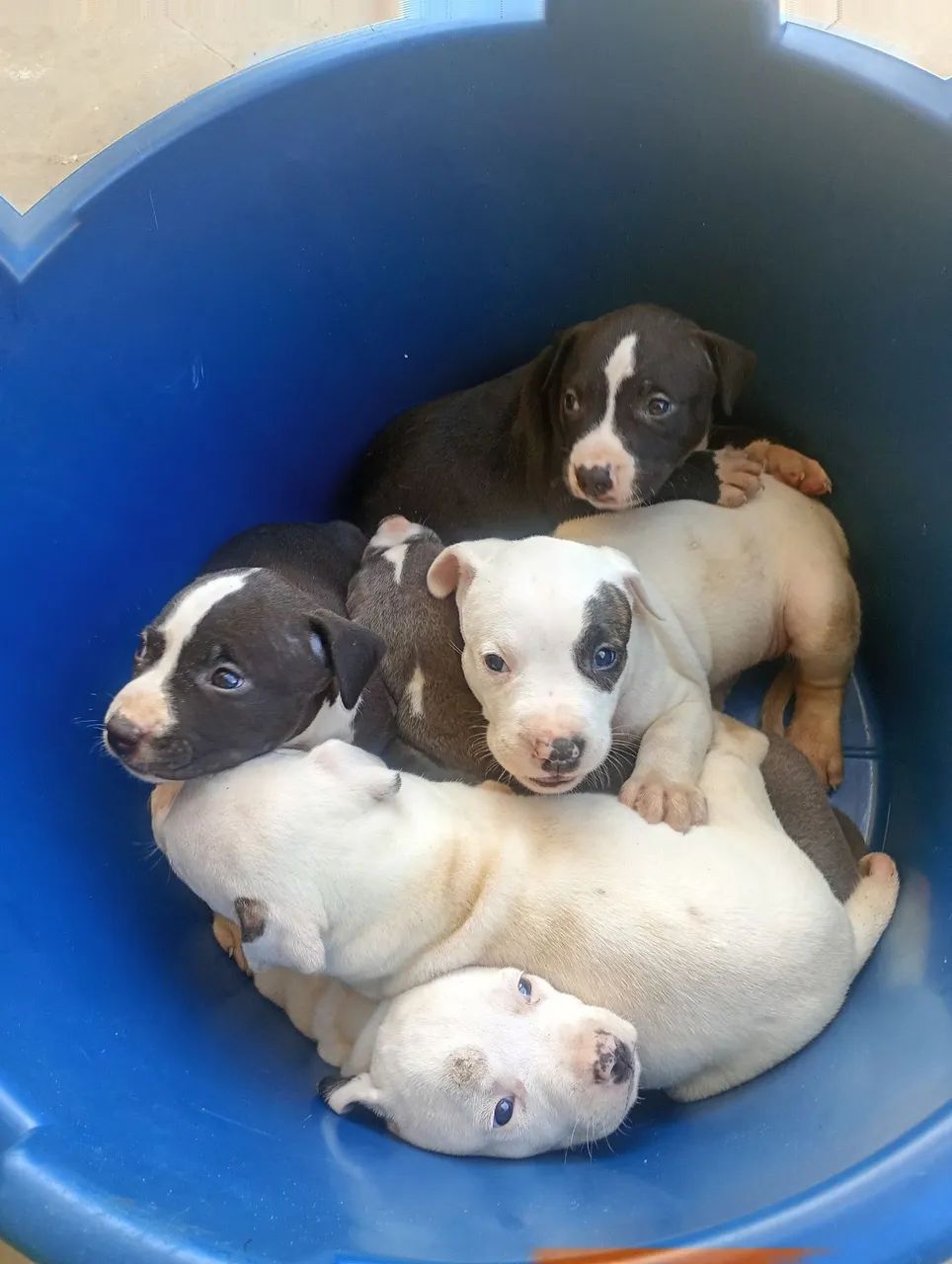 Pit Bull  - Foto 3