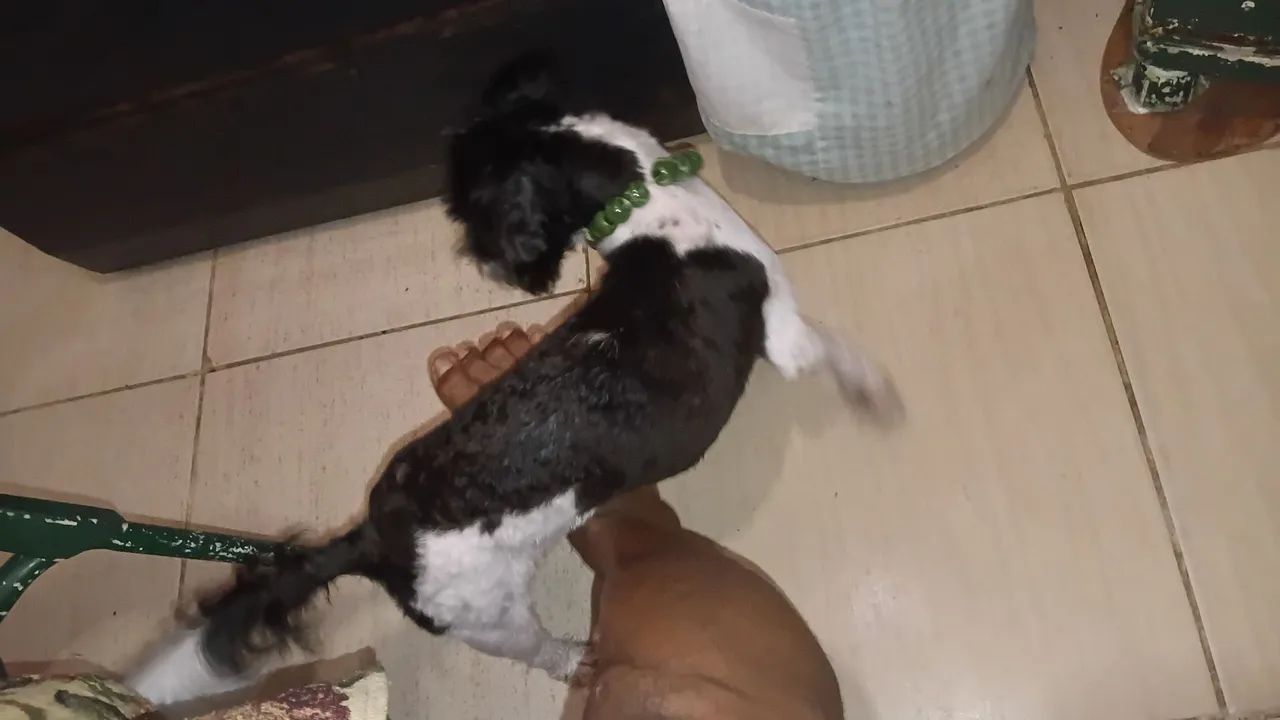 Pet moana - Foto 2