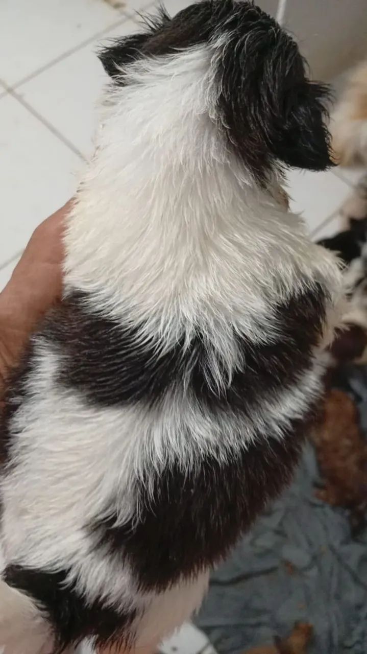 Filhotes de Shitzu mini disponível para venda  - Foto 4