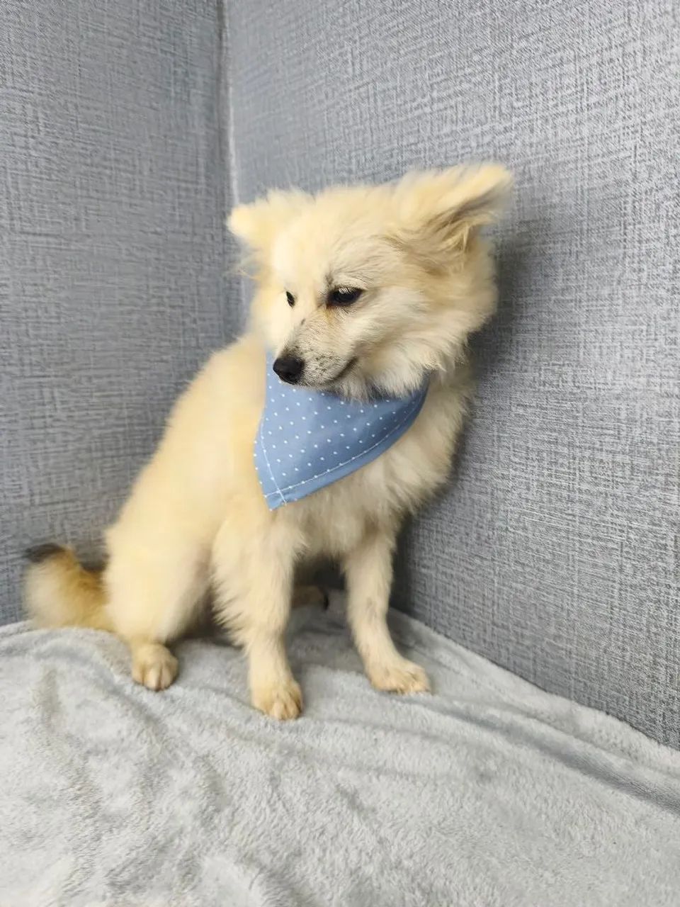 Spitz alemão macho - Foto 4