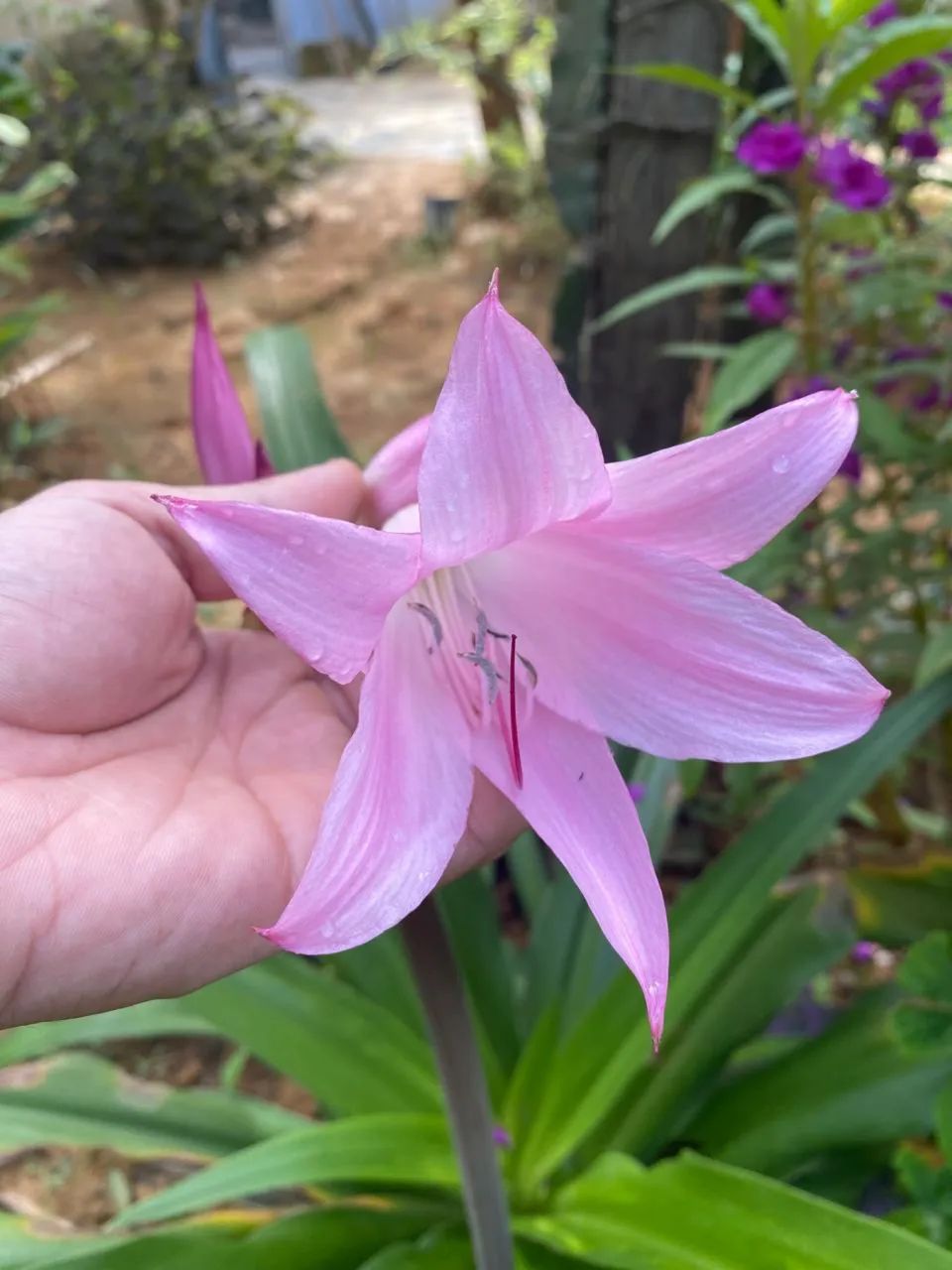 Muda de Lirio rosa