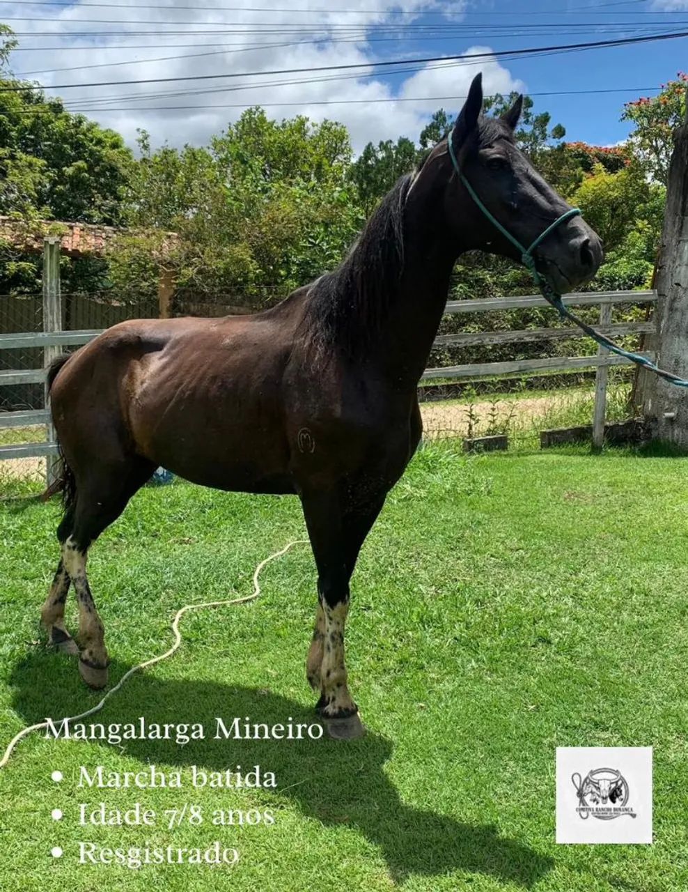 Cavalo Mangalarga Mineiro Registrado 