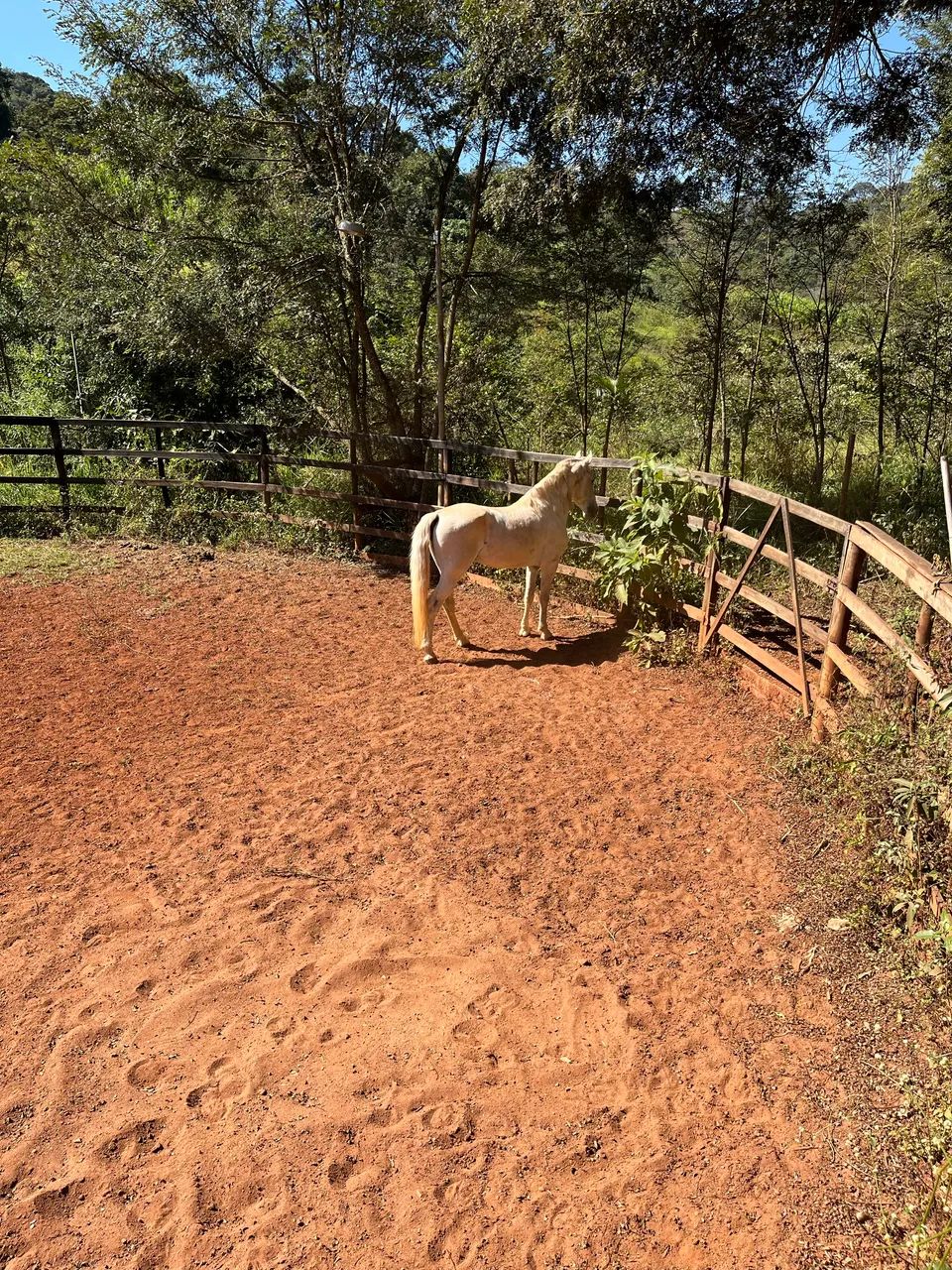 cavalo garanhão  - Foto 2