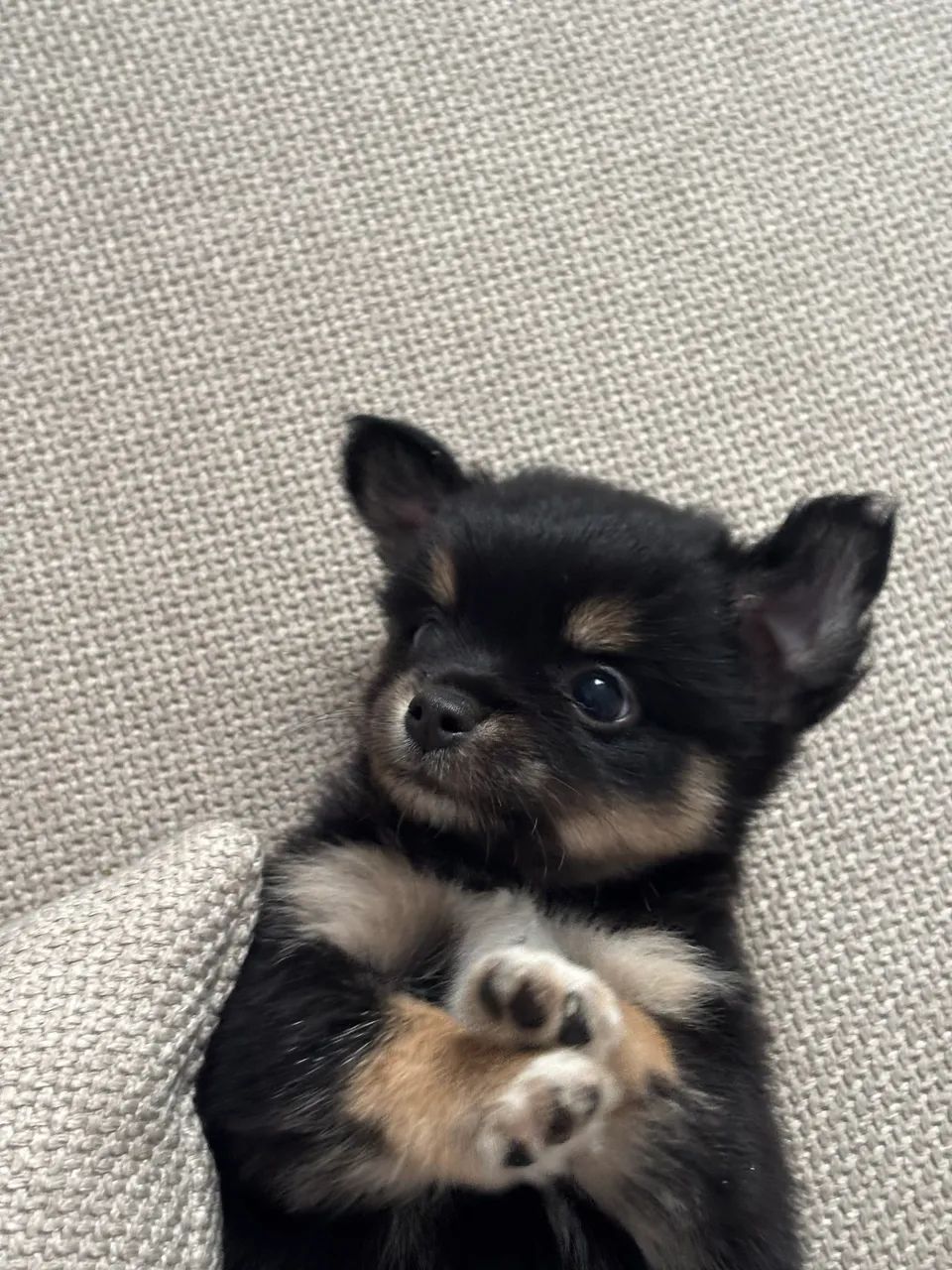 Chihuahua 