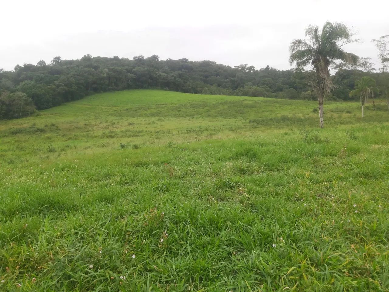 fazenda com 50 hectares 