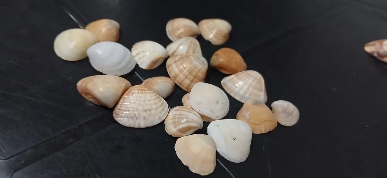 Conchas do mar verdadeira 