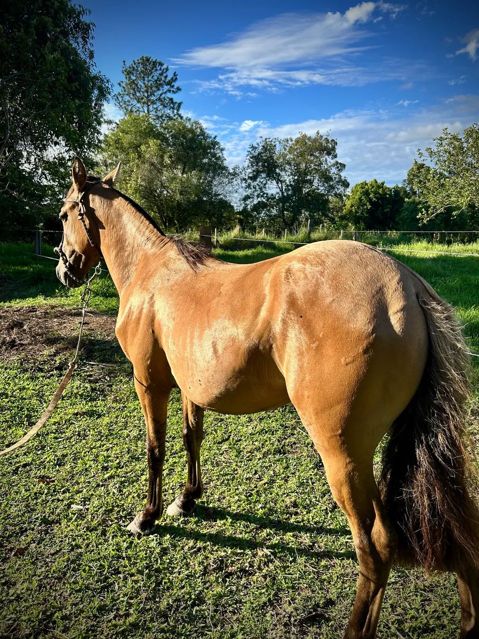 Potro crioulo - Foto 5