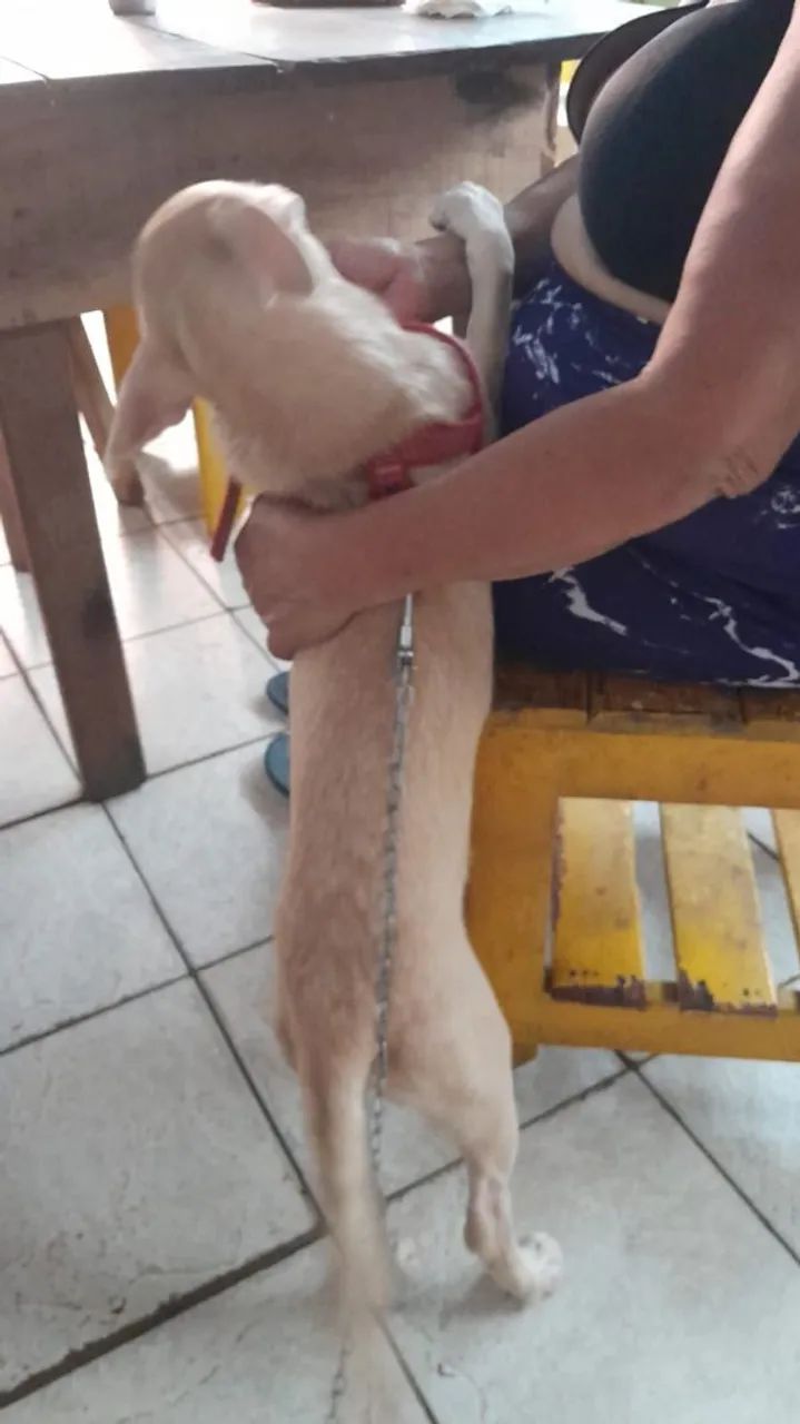 Doação de cachorro  - Foto 2