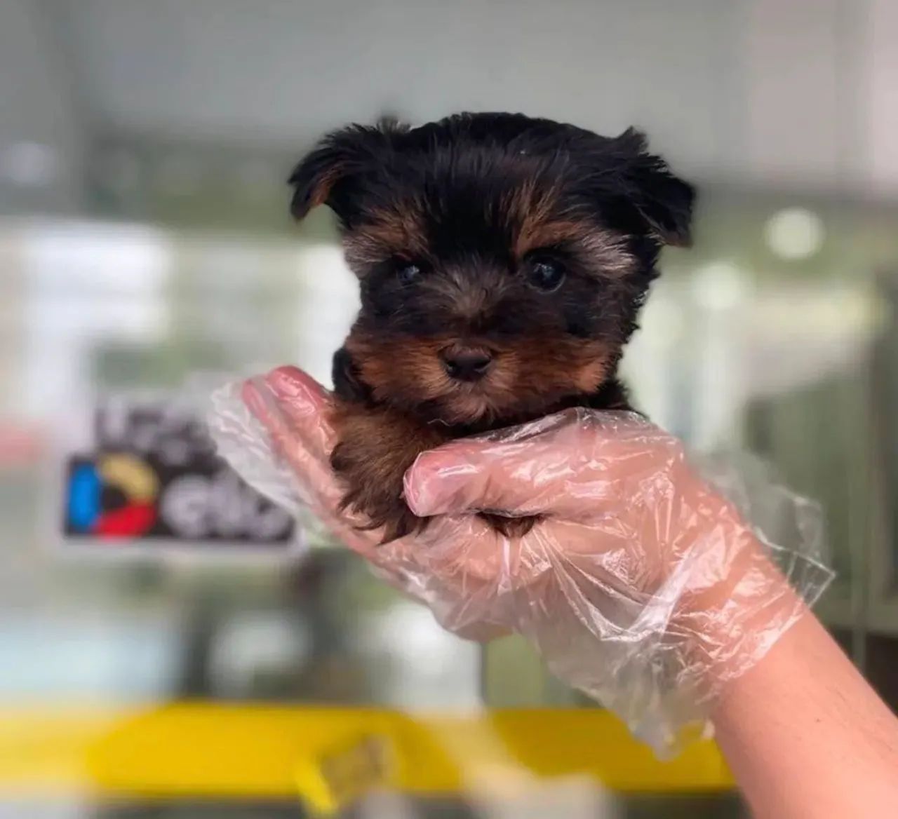  Encanto de Yorkshire Terrier