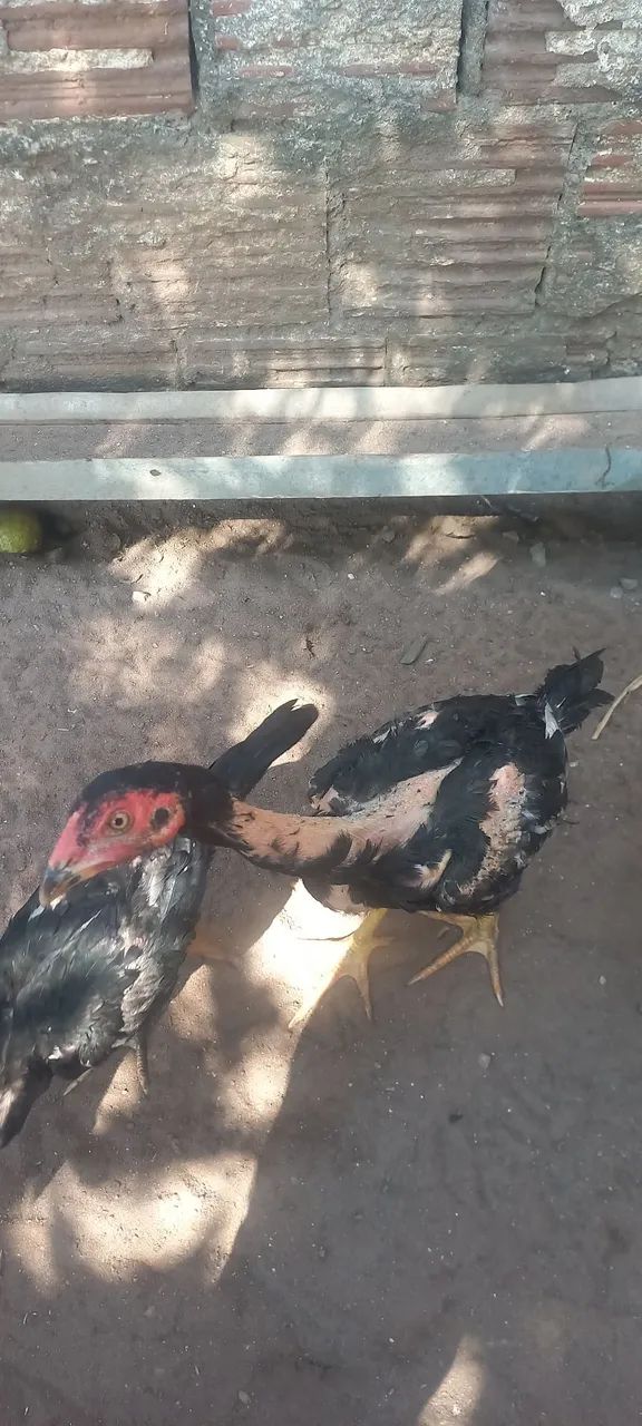 Pintos de raça 