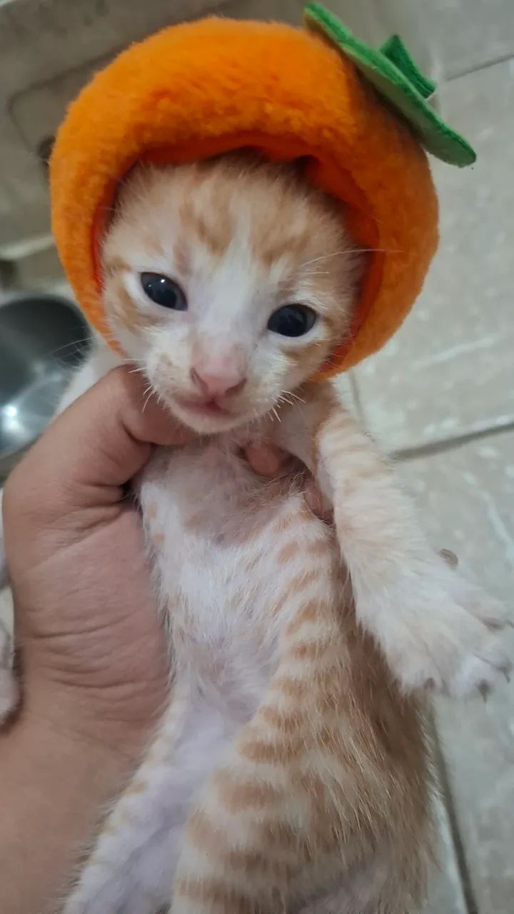filhotes de gato. - Foto 3